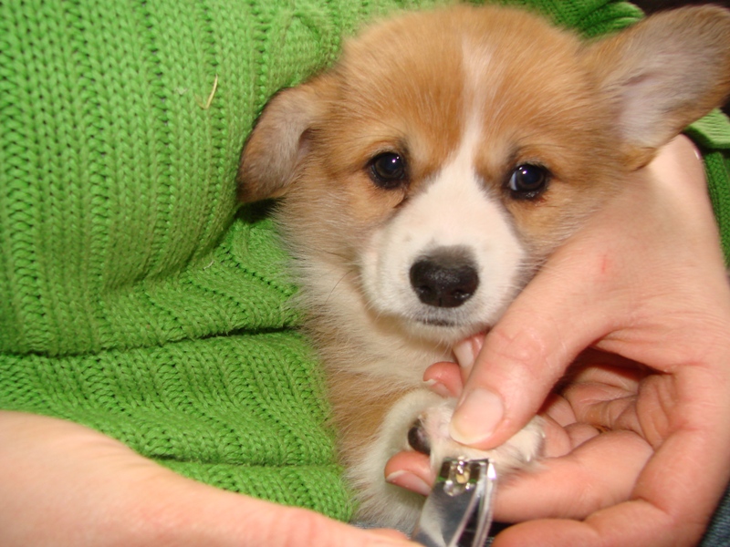 Puppies